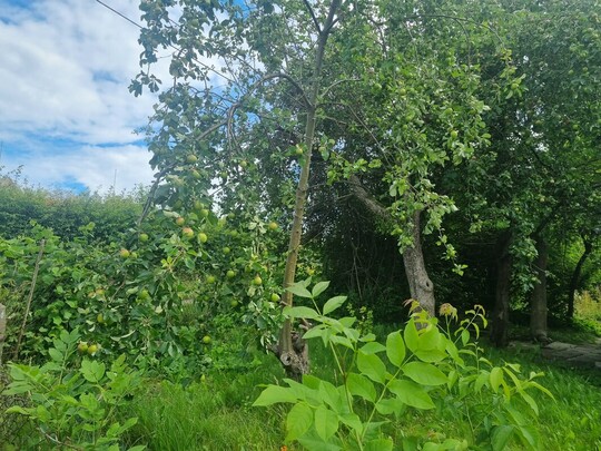 🌳 Sprzedam działkę ROD przy ul. Kościuszki 46 