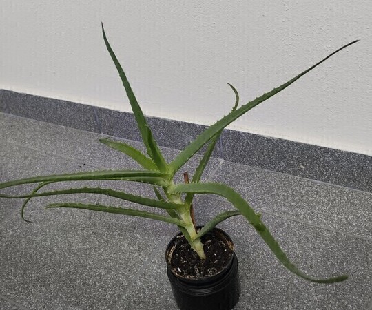 Sprzedam aloes. 