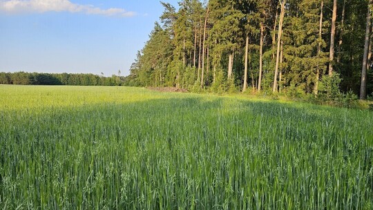 Działki Bory Tucholskie przy lesie, blisko jezior z 