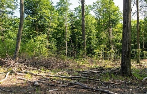 Wokół Elbląga będą lasy społeczne
