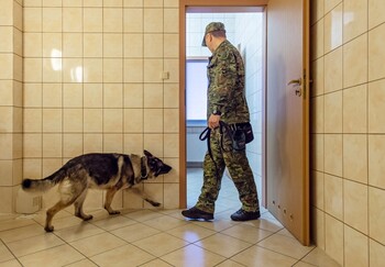 >Nos i cztery łapy na służbie