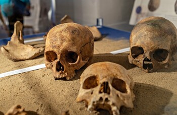 >Historia wyczytana z kości