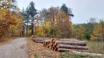 >Czytelnik: Dlaczego wycinają kadyński las?